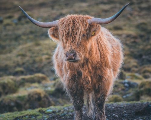 highland+cow